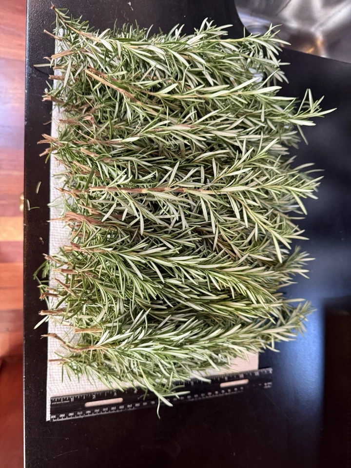 Fresh Rosemary Cuttings – 10 Unrooted Rosmarinus officinalis Stems for Propagation, Cooking