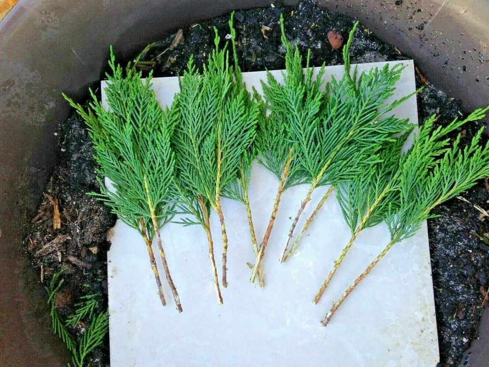 Leyland Cypress Tree Cuttings – 20 Live 7–8" Starter Cuttings for Privacy Screens