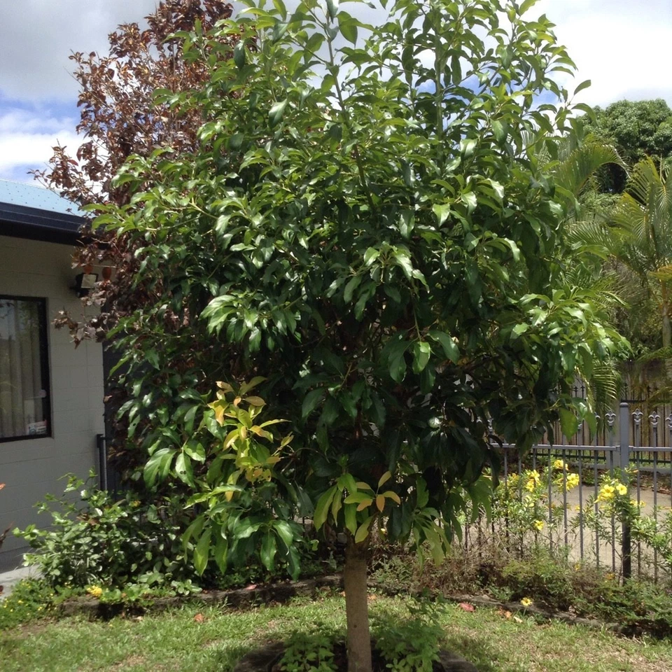 Cleopatra Avocado Scions – 3 Wax-Dipped Unrooted Cuttings for Grafting (Persea americana)