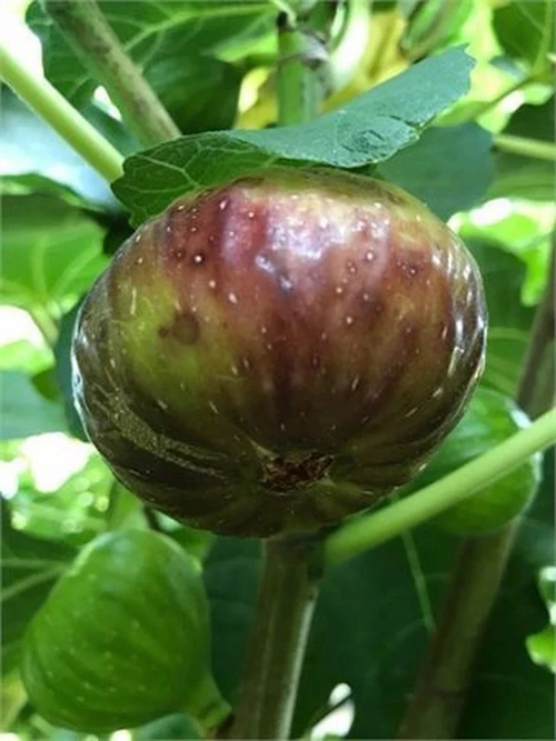 10 Fig Variety Cuttings Bundle – Unrooted Ficus carica Cuttings for Propagation