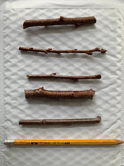 Emerald Pluot Unrooted Scions for Grafting – Fresh 1-Year Wood