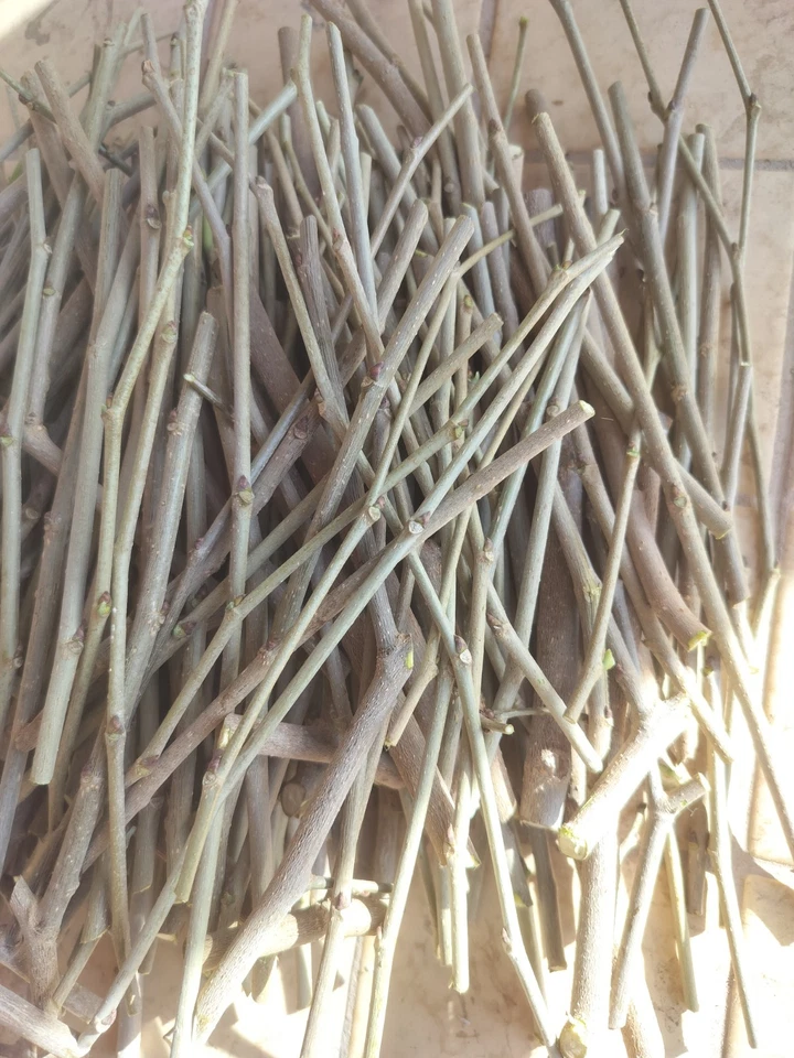 Shangri-La Mulberry Cuttings (12) - Fresh Scions for Rooting or Grafting