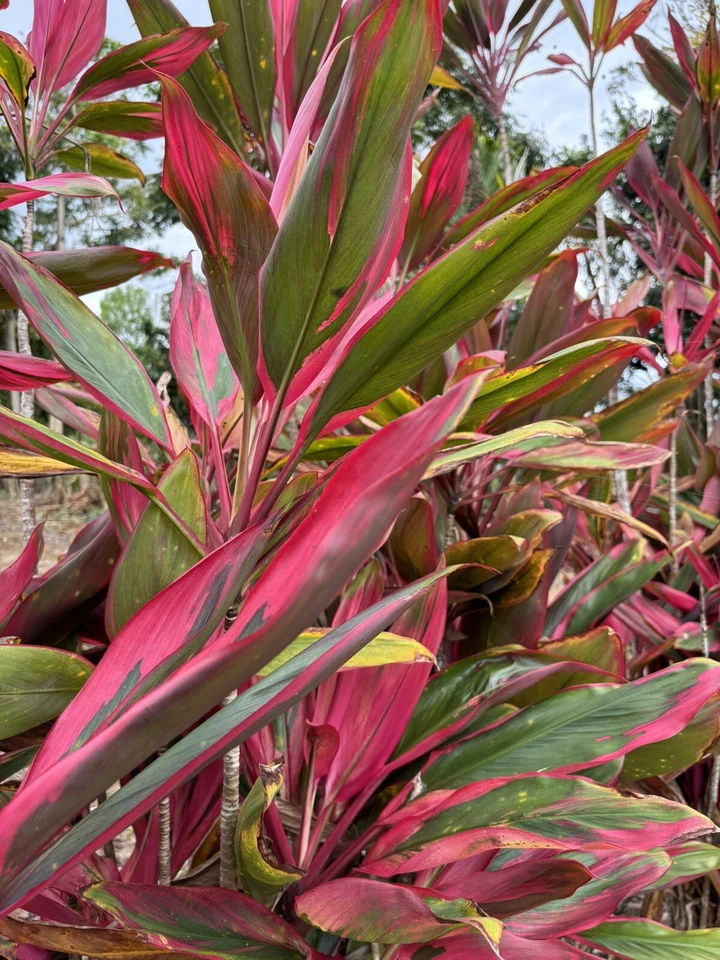 Hawaiian Ti Leaf Cuttings - 25 Fresh 6" Starter Logs (Cordyline fruticosa) Unrooted Cuttings
