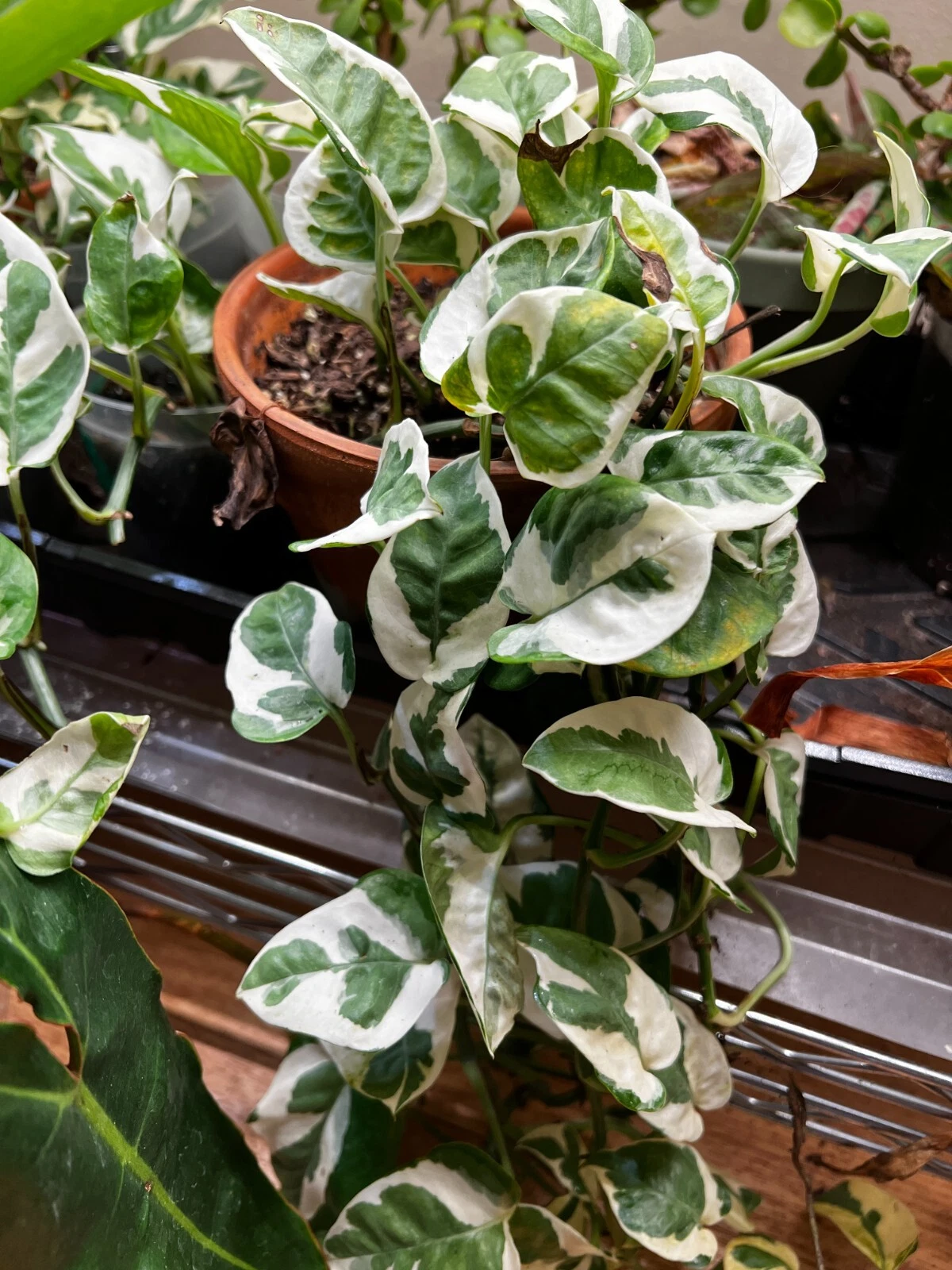 N’Joy Pothos Cuttings - 3 Unrooted Epipremnum aureum Vines (Variegated, Green/White)