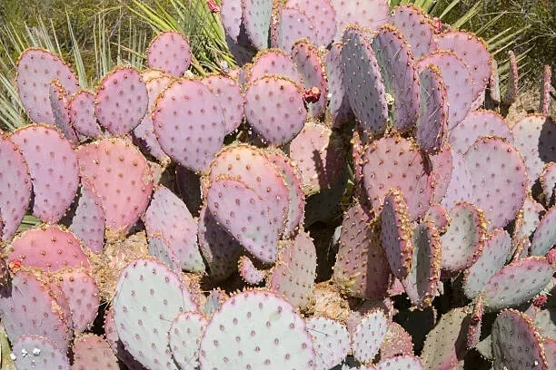 Opuntia Durazilla Purple Prickly Pear Cactus Pad - Unrooted Cutting for Desert Gardens