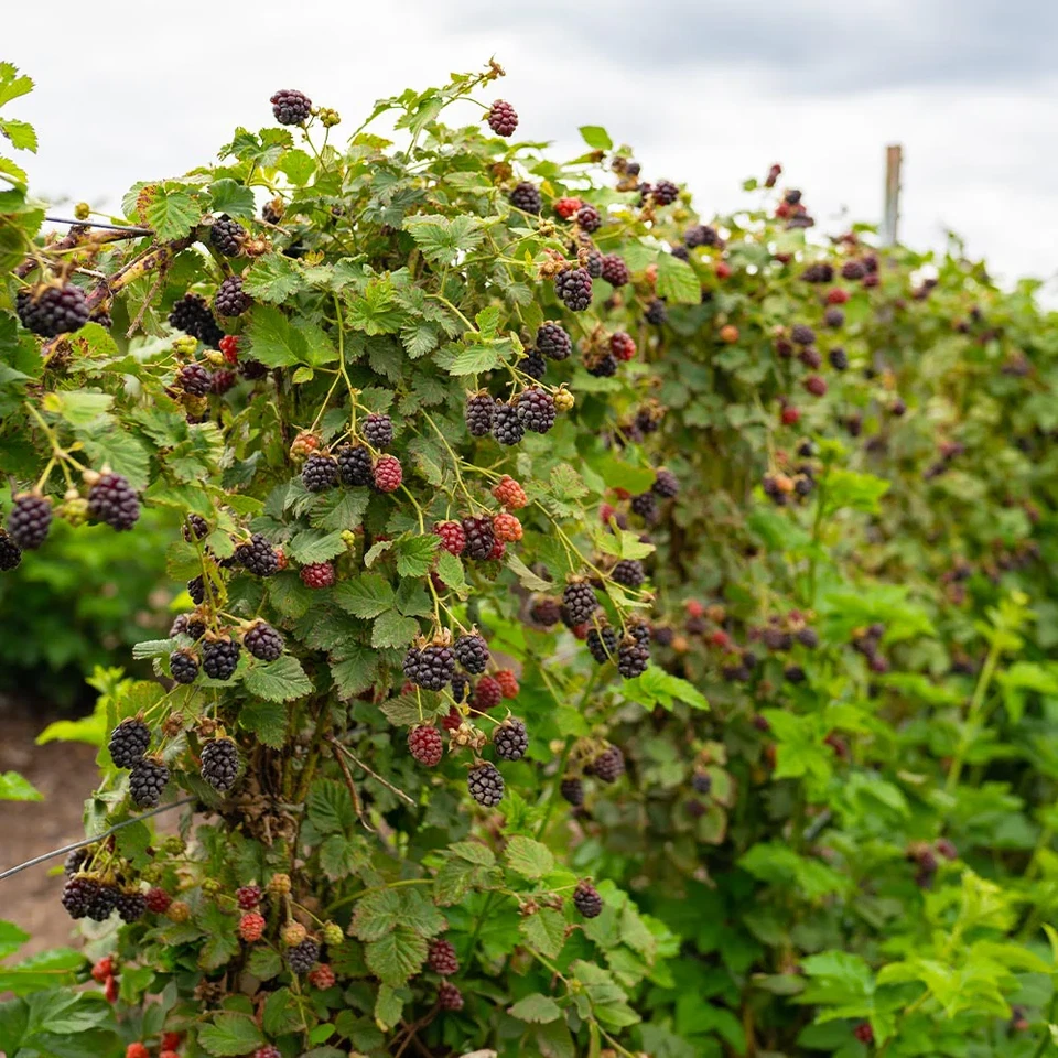 Apache Thornless Blackberry Plant – Live Starter Plug (Rubus fruticosus) USDA Zones 5–9