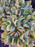 Ripple Jade Cuttings - 5 Crassula arborescens subsp. undulatifolia (Ruffle Jade) Easy-Rooting Succulent Cuttings