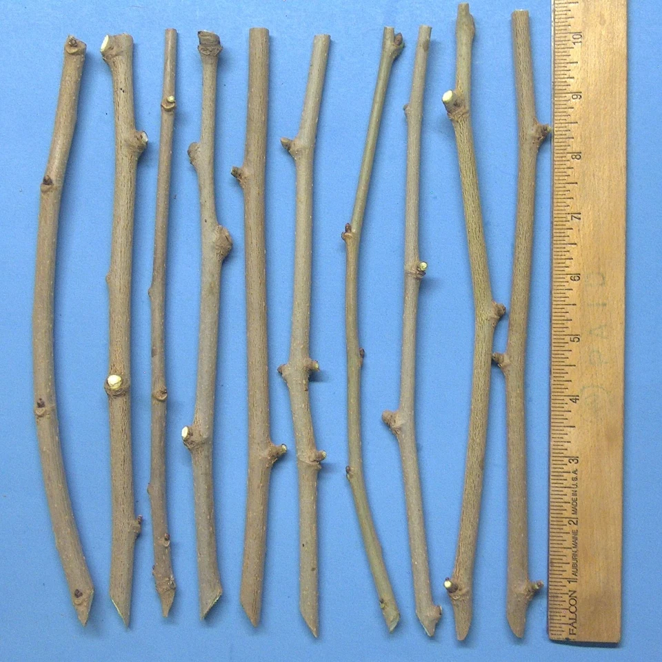 White Mulberry Cuttings (Morus alba) - 10 Unrooted Fresh Cuttings for Grafting or Rooting