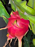 Dragon Fruit Cuttings 24–36" – Extra-Large Live Cuttings for Fast Rooting, 10–12 Hardiness