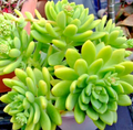 Sedum Alice Evans Succulent Cuttings – 5 Live Rosettes, Easy-Grow Stonecrop for Pots, Rock Gardens