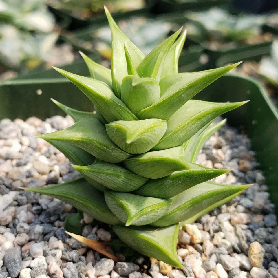 Astroloba spiralis - Live Succulent in 4" Pot