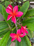 Kaneohe Sunburst Plumeria Cutting – 8–11 Inch Rooting Starter Stem