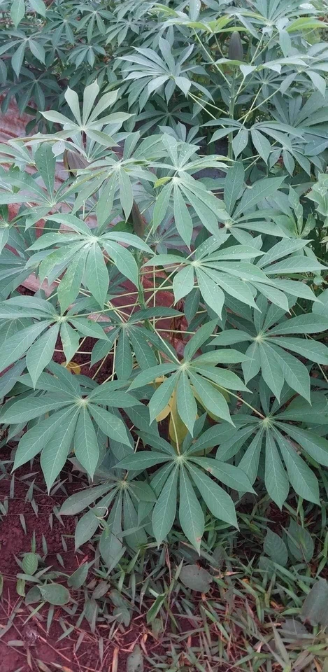 Organic Sweet Red Cassava Cuttings (Manihot esculenta) – 5 Unrooted Stems, Ready-to-Plant