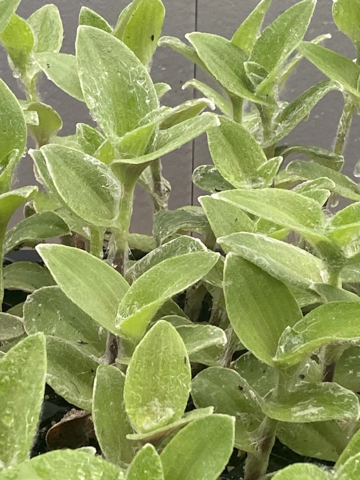 White Fuzzy Tradescantia Rooted Cuttings | 2 Live Starter Plants, Velvet Silver-Green Foliage