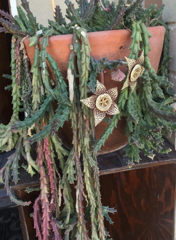 Orbea variegata Starfish Cuttings - 3 Live 3–4
