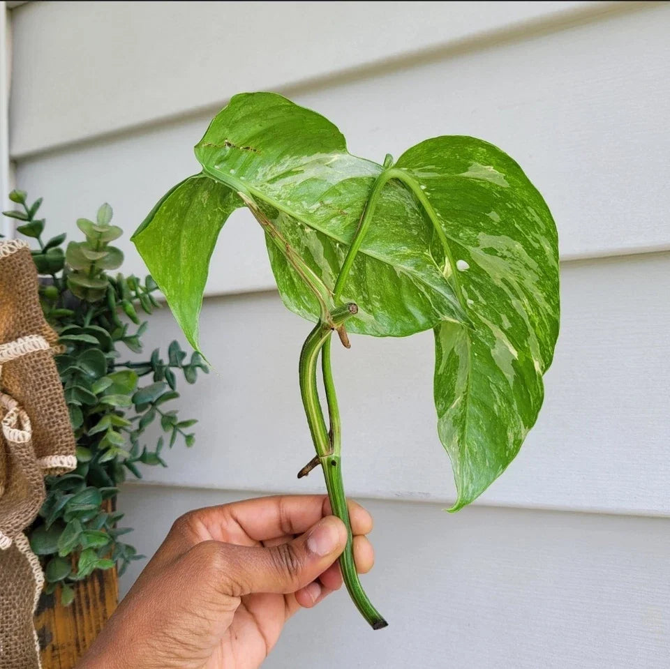 Epipremnum Pinnatum Variegated Albo Rooted Cutting - Rare Aroid