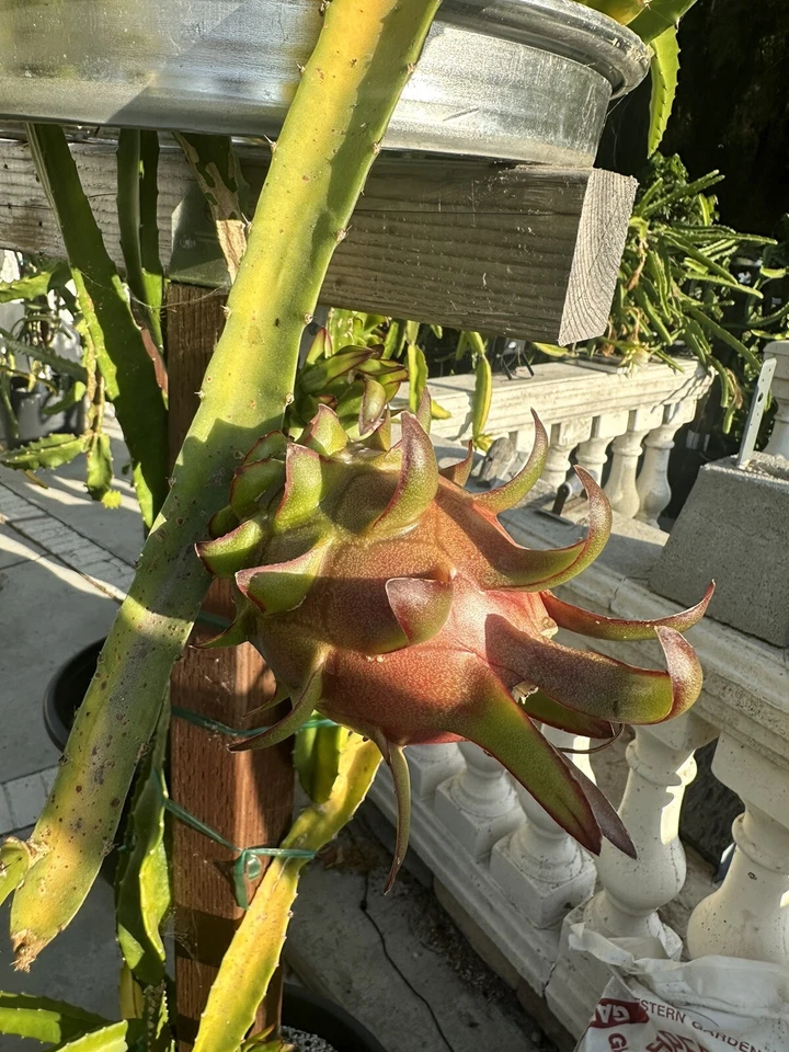 Coco Iris Dragon Fruit Cutting (Hylocereus) – 10–15" Unrooted Cutting, Rare Tropical Cactus