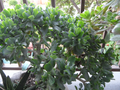 Crassula arborescens undulatifolia - Ripple Jade Cuttings (3) 4–5" Stems