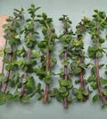 Portulacaria Afra Elephant Bush 11 Live Cuttings – Green & Red Stem Dwarf Jade Succulent