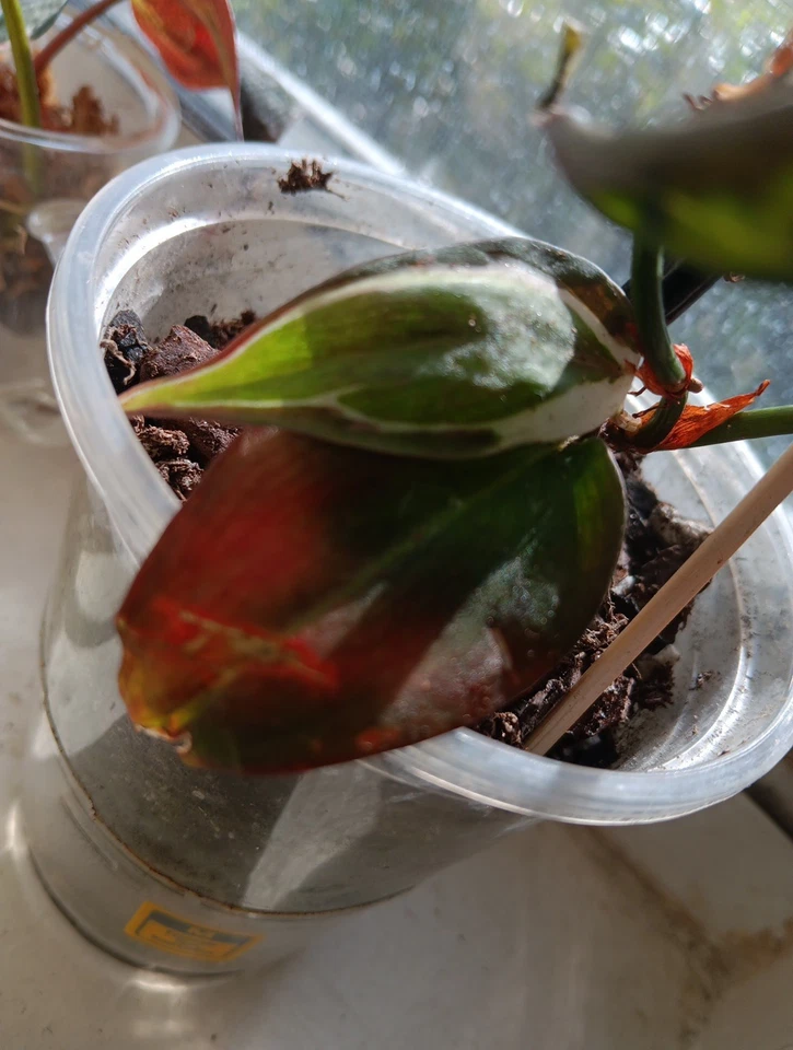 Variegated Philodendron Micans Velvet Halo Cutting – 2-Node Unrooted Trailing Aroid