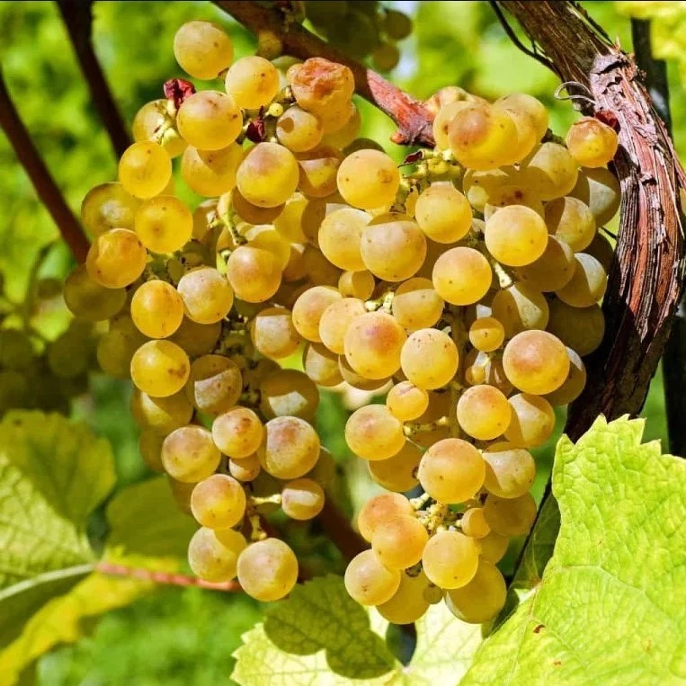 Traminette Grape Live Rooted Cutting (10–16 in) – Vitis Hybrid Starter Vine for Trellis, Garden