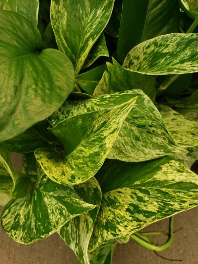Marble Queen Pothos (Epipremnum aureum) Rooted Vine – Variegated Devil’s Ivy Indoor Plant