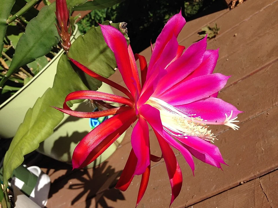 Rosy Swirl Epiphyllum Cuttings - 2 Unrooted Cuttings + Bonus Small Cutting