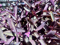 Purple Heart Tradescantia pallida Cuttings - 8 Fresh Purple Heart Cuttings for Easy Rooting