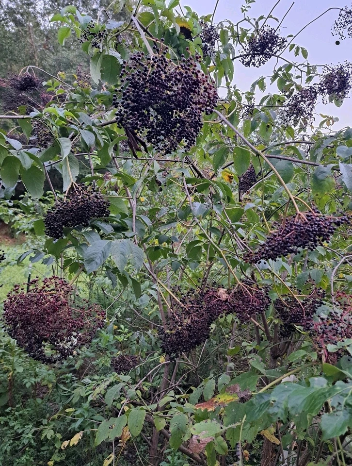American Elderberry Plants – 2 Live Rooted Sambucus canadensis Starts