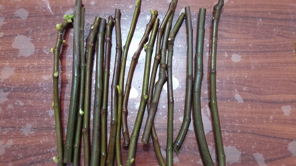 Conadria Fig Cuttings – 2 Fresh Ficus carica Cuttings with Willow Water for Rooting