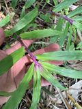 Tradescantia Zebrina Cuttings – 5 Live 4–6