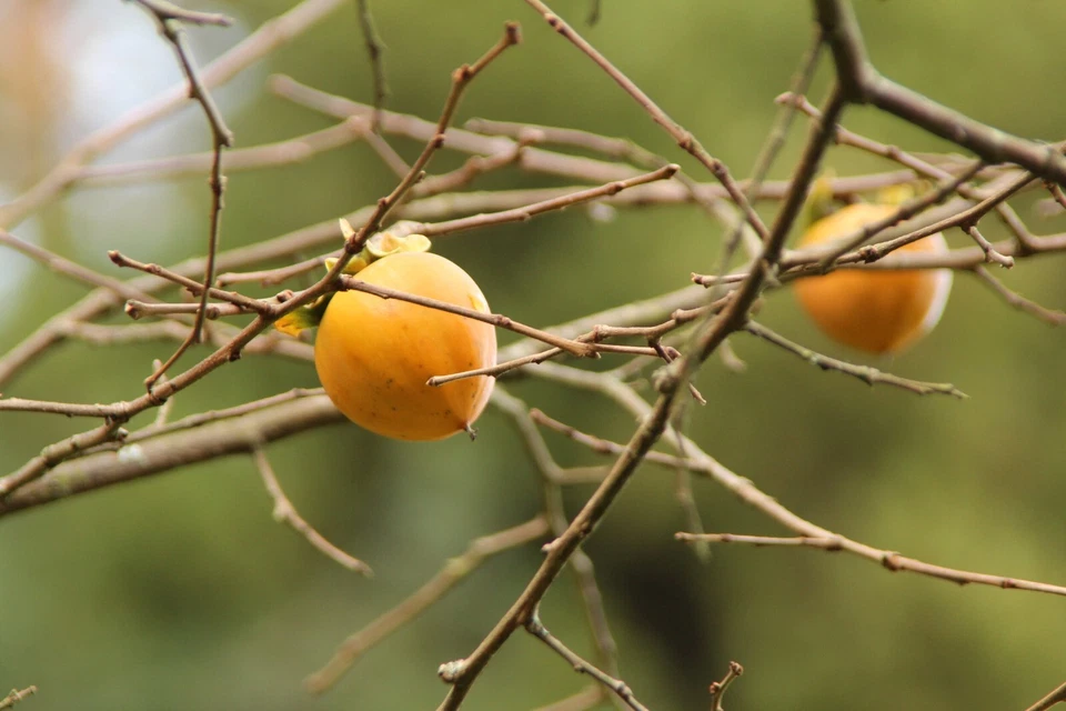 Hachiya Persimmon Cuttings – 5 Unrooted Branch Cuttings (Diospyros kaki) for Grafting