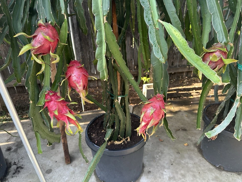 Dark Star Dragon Fruit Cuttings – 18–22 in Unrooted Mature Cutting