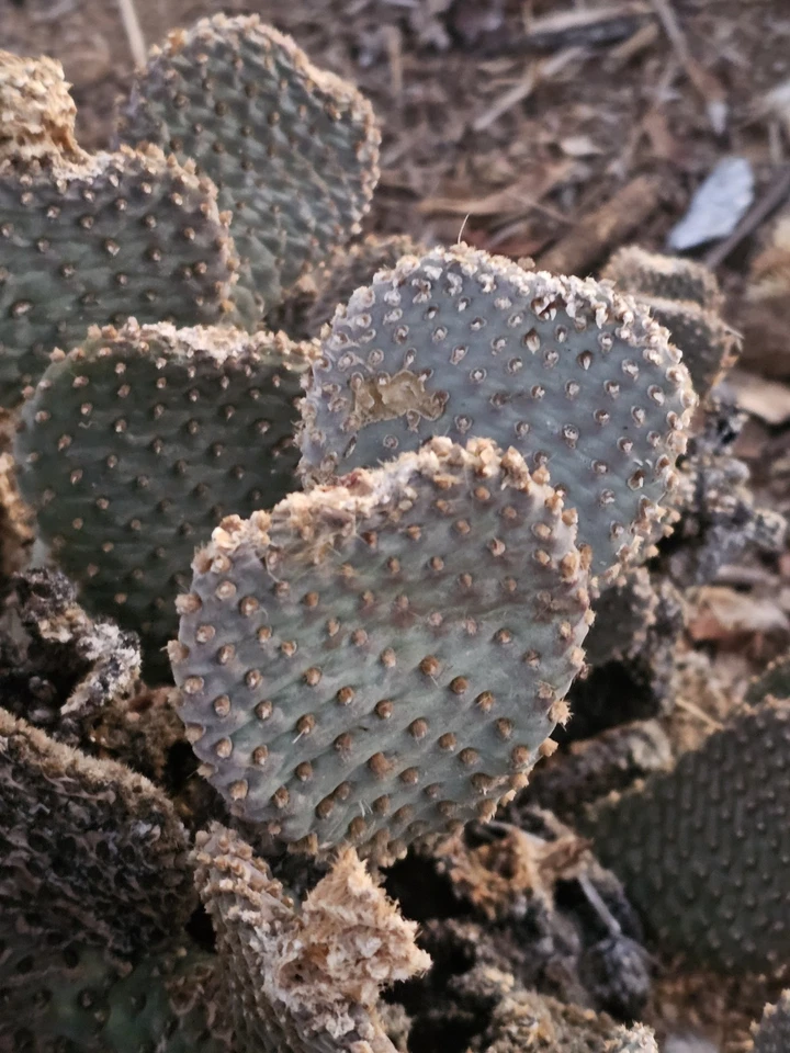 Beavertail Cactus Pads - Opuntia basilaris ssp. basilaris, 5 Live Pads 3–5" Each