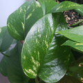 Golden Pothos Cuttings – 6 Live Unrooted Epipremnum aureum for Water or Soil Propagation