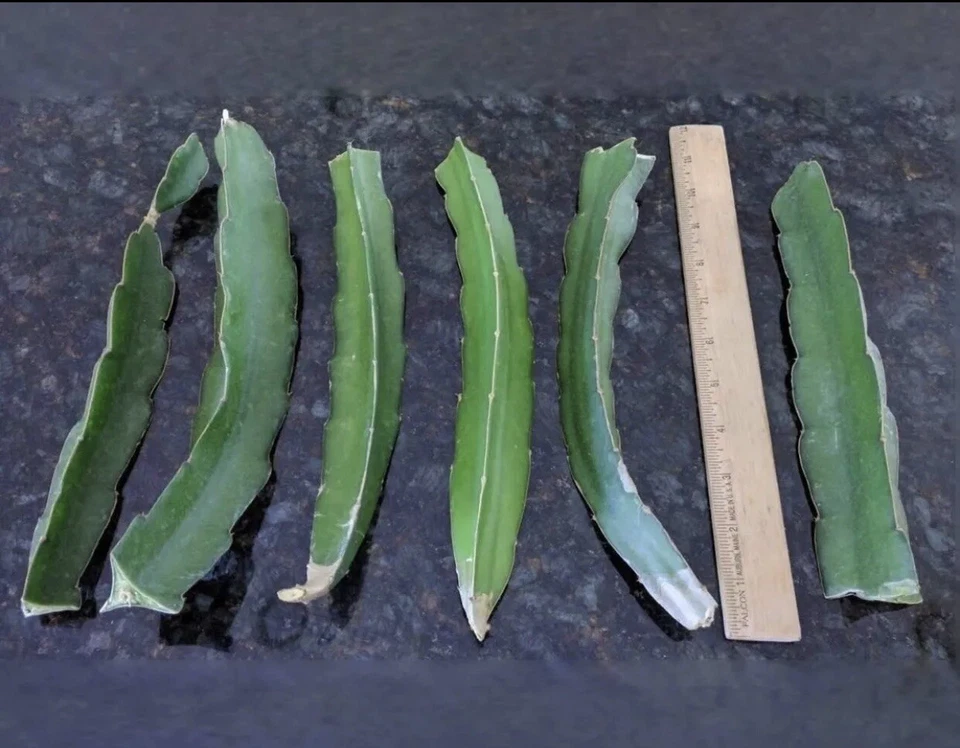 Vietnamese White Dragon Fruit Cuttings (Pitaya) – 3 Fresh ~12" Cuttings for Rooting