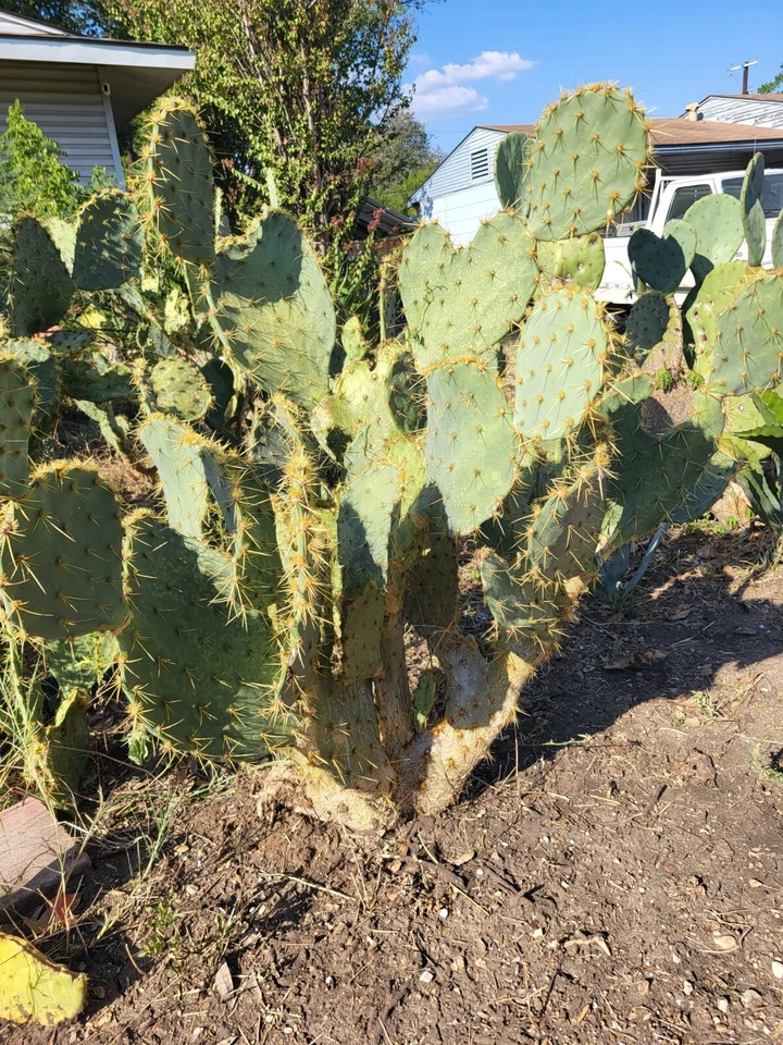 Opuntia alta Prickly Pear Pad (1 Live Cactus Pad) - White-Blooming South Texas Nopal Starter