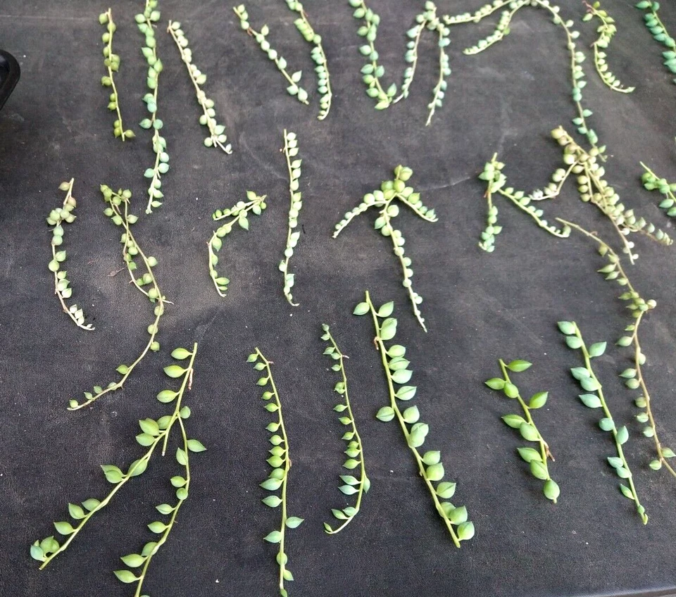 String of Pearls Cuttings - Lot of 30 Unrooted Curio rowleyanus Trailing Succulent