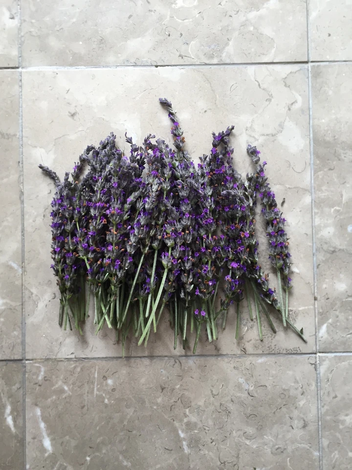 Lavandula angustifolia Lavender Cuttings – Organic California Grown, Fresh Live Stems for Rooting
