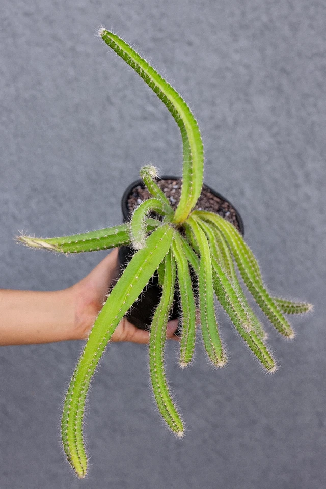 Dog Tail Cactus Selenicereus testudo — Rooted Plant in 4" Pot