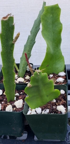 Epiphyllum Golden Pearl Rooted Cutting | Orchid Cactus Hybrid with Yellow Bloom