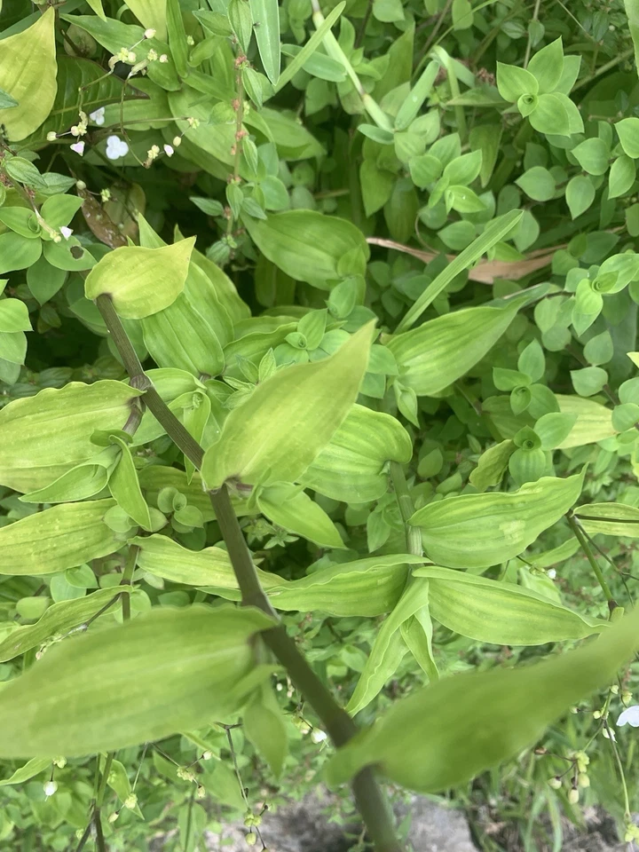 Wandering Jew Lime Tradescantia Green Cuttings - 7 Unrooted Fresh Trailing Cuttings for Propagation