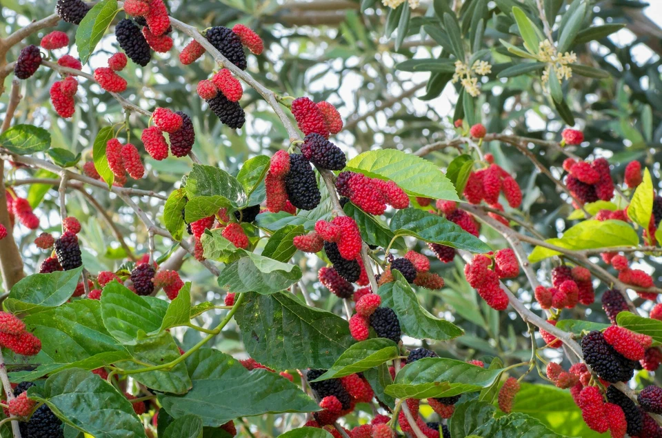 Red Mulberry Morus rubra Cuttings – 12 Unrooted