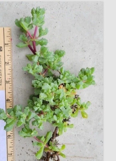 Pink Ice Plant Cuttings (Oscularia/Lampranthus deltoides) - 5 Fresh Cuttings for Rooting