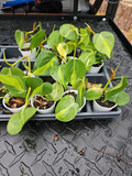 Philodendron Brasil Rooted Live Plant | Variegated Hederaceum Cordatum