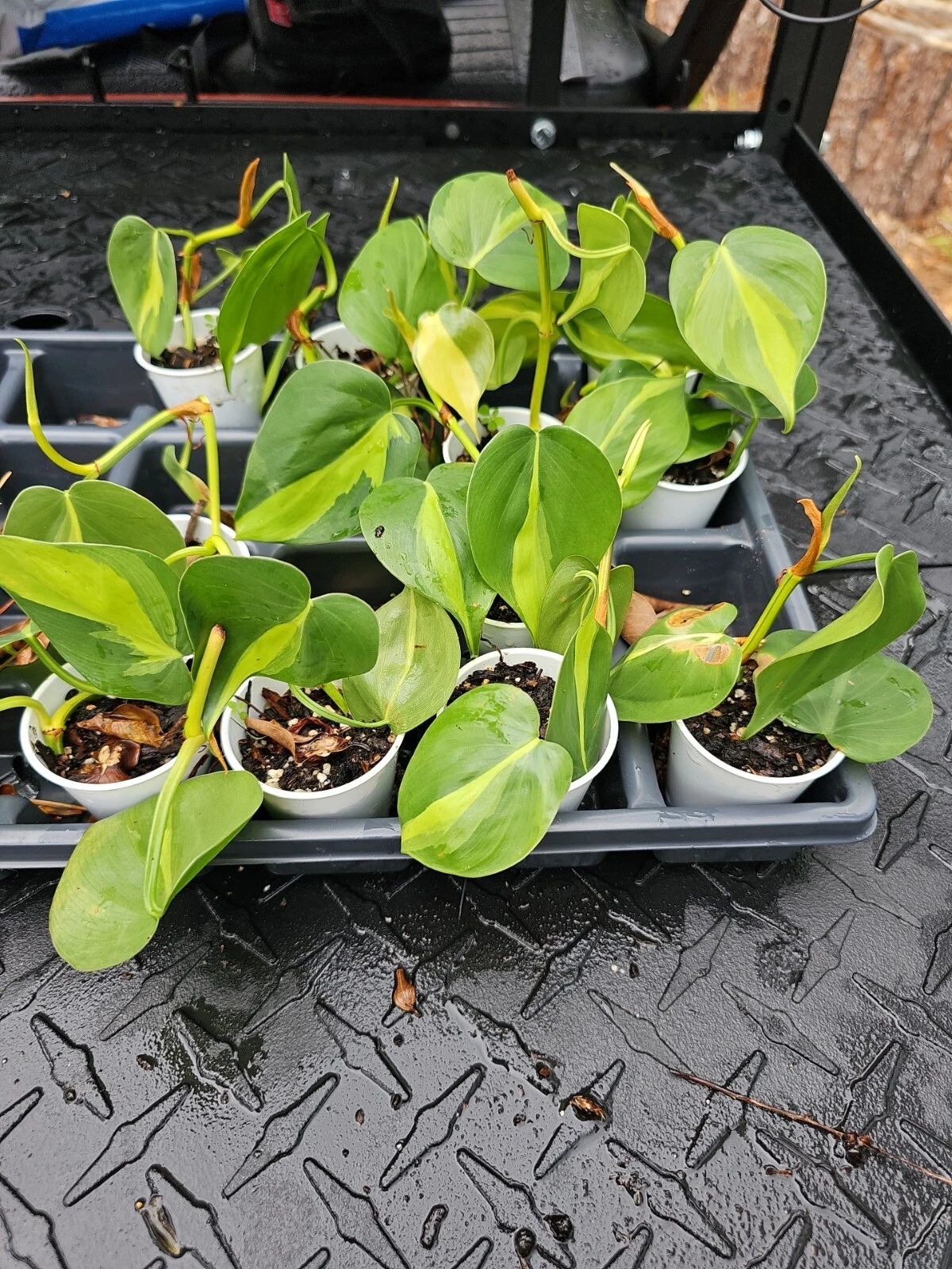 Philodendron Brasil Rooted Live Plant | Variegated Hederaceum Cordatum