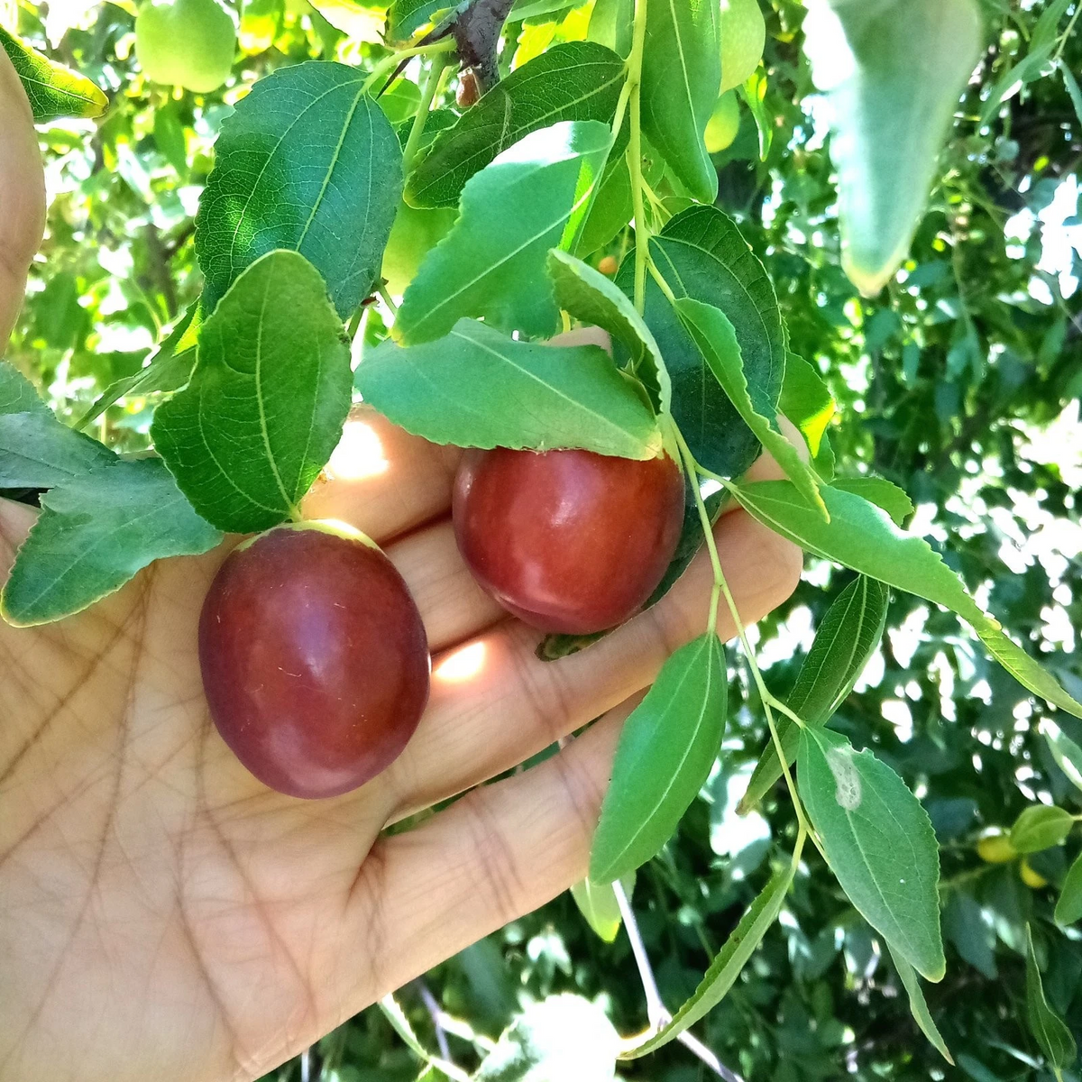 Autumn Beauty Jujube Scionwood – Two 8" Fresh Scions for Grafting