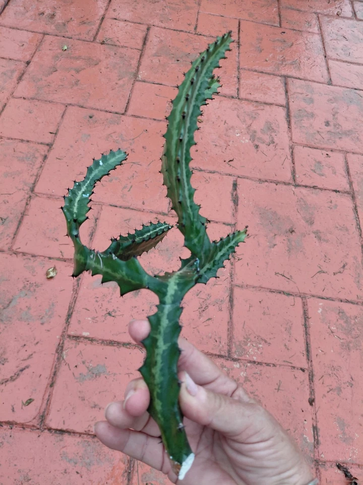 Dragon Bones Cactus Cutting - Euphorbia lactea 'Milk Stripe' Variegated Candelabra Cutting