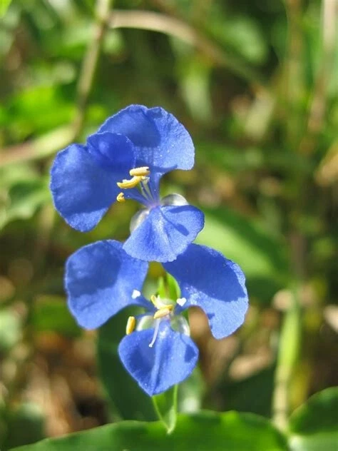 Commelina cyanea Spiderwort Cuttings — Fresh Unrooted Trailing Houseplant