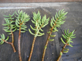 Crassula tetragona Mini Pine Tree Cuttings (5–7 in) – 5 Live Cuttings for Rooting